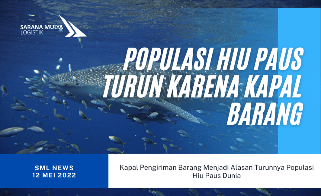 Kapal Pengiriman Barang Menjadi Alasan Turunnya Populasi Hiu Paus Dunia